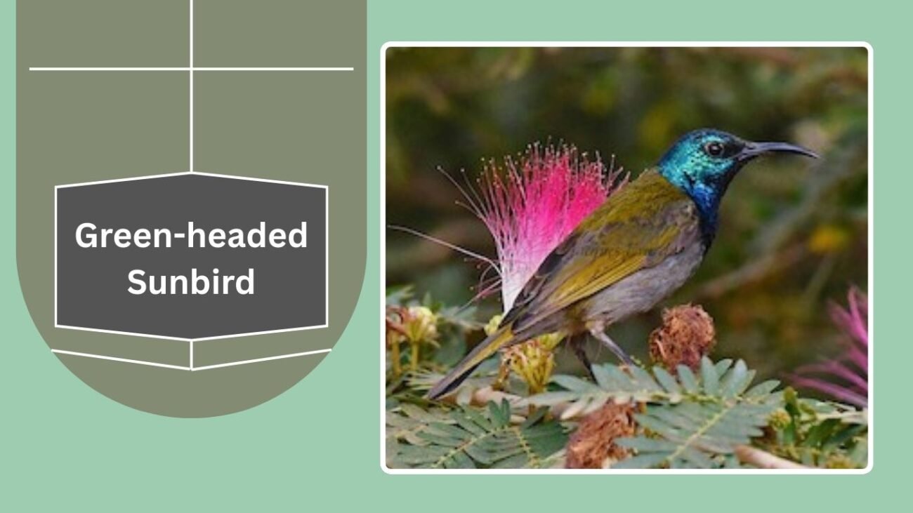 Green-headed Sunbird