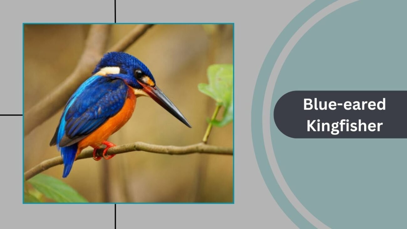 Blue-eared Kingfisher