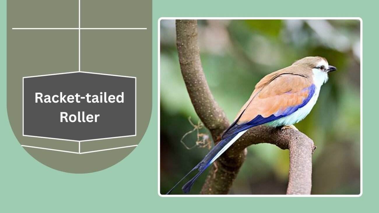 Racket-tailed Roller