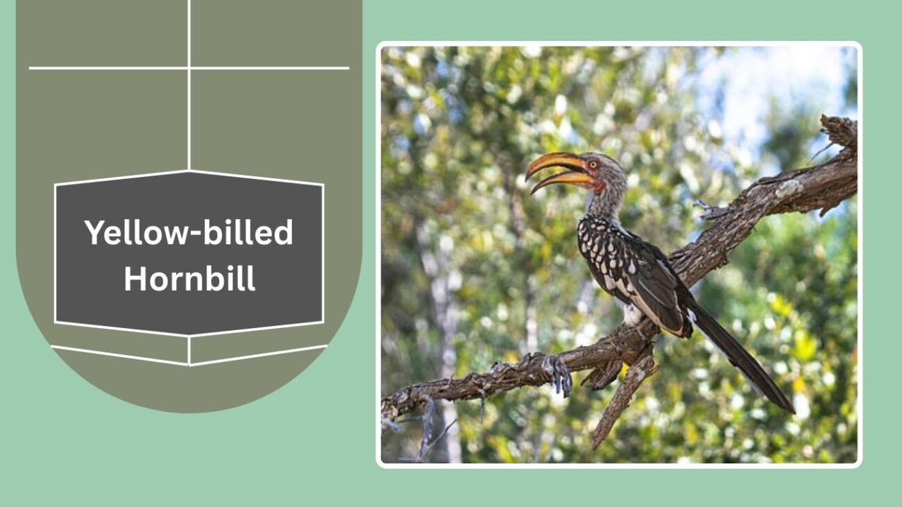 Yellow-billed Hornbill