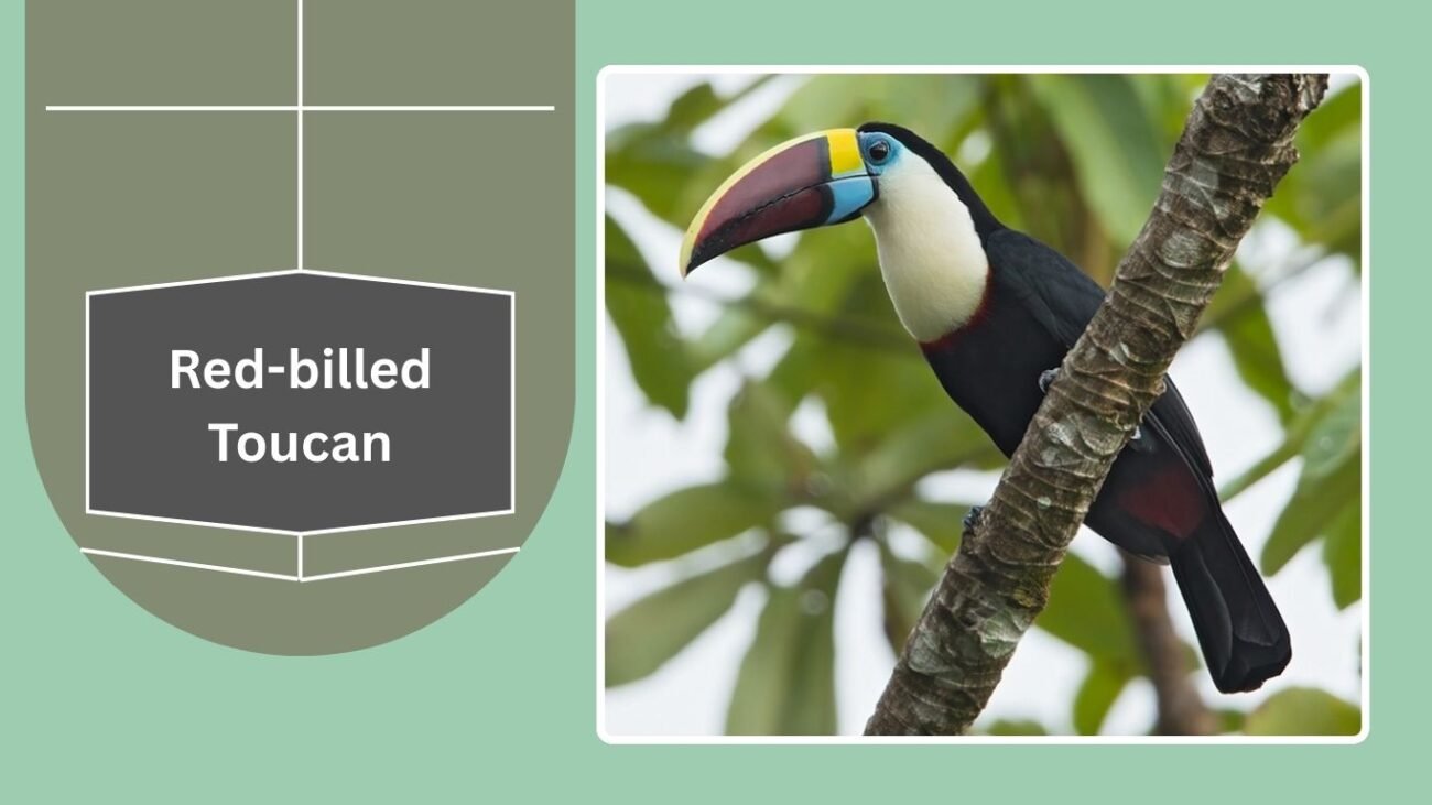 Red-billed Toucan