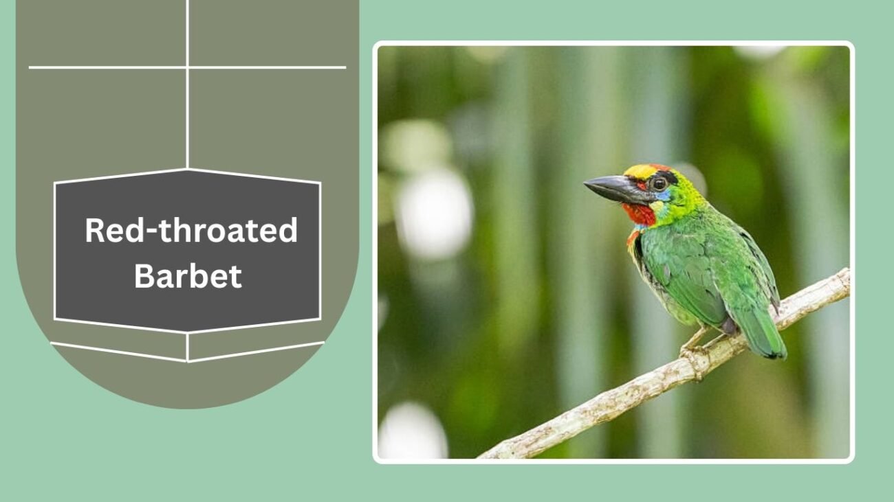 Red-throated Barbet