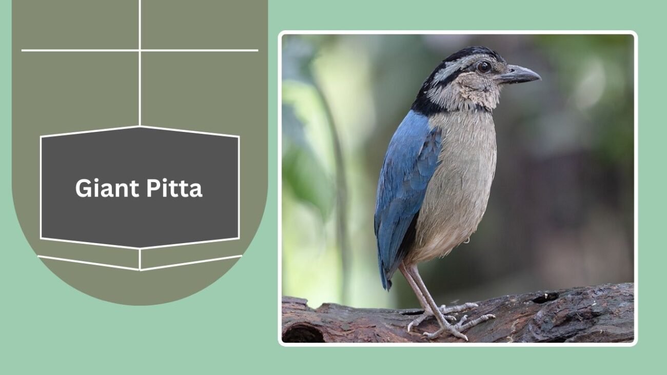 Giant Pitta