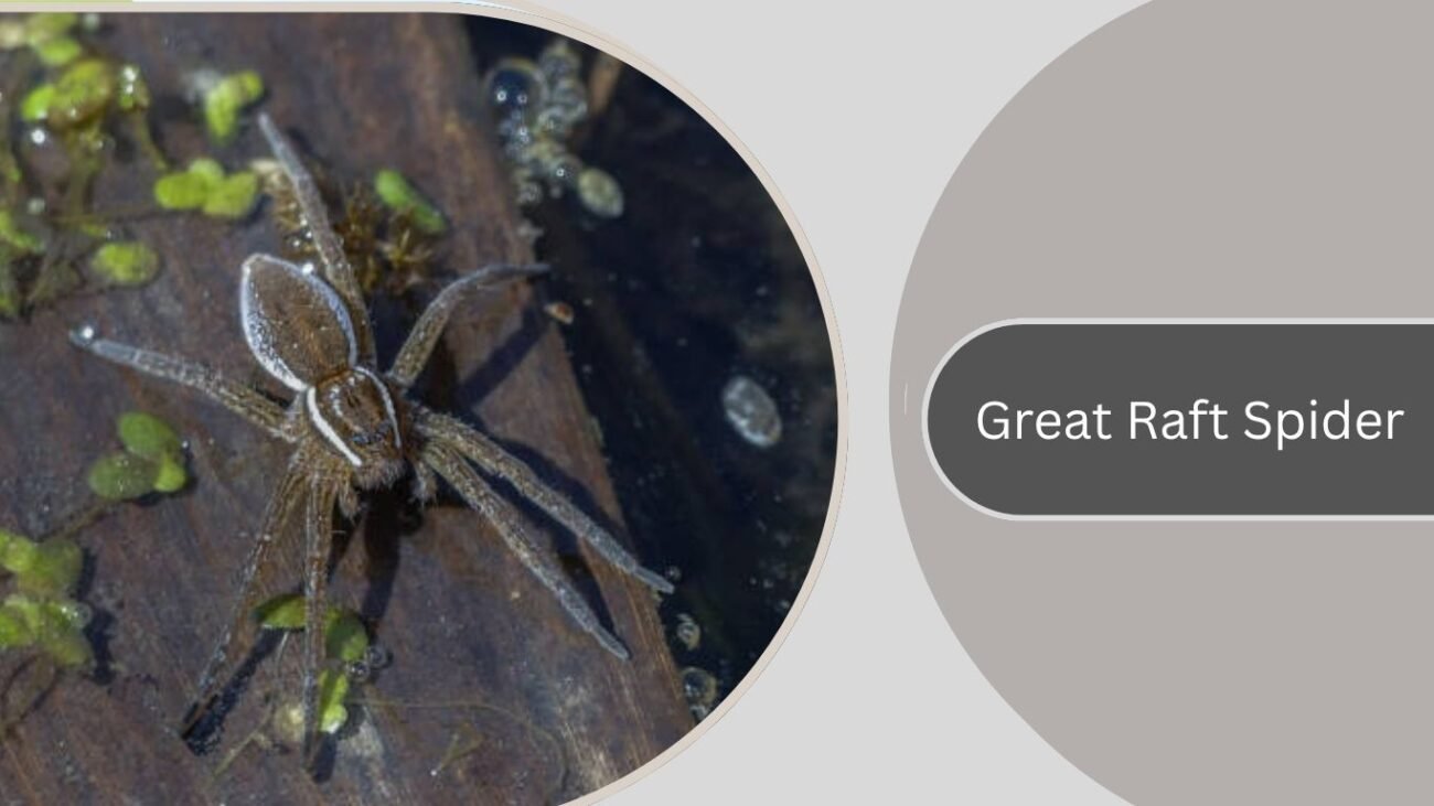  Great Raft Spider