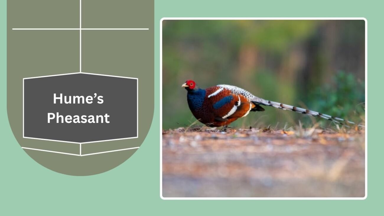 Hume’s Pheasant