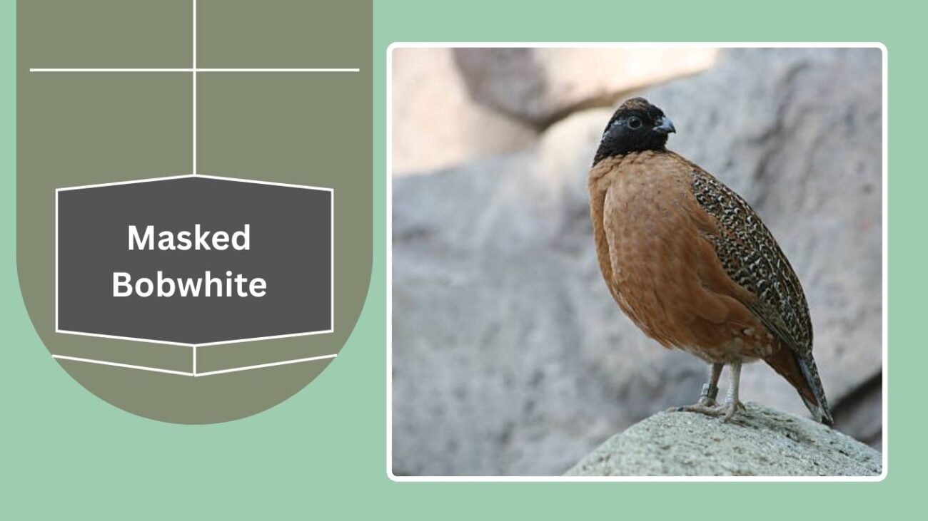 Masked Bobwhite