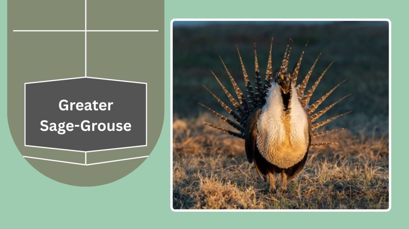 Greater Sage-Grouse