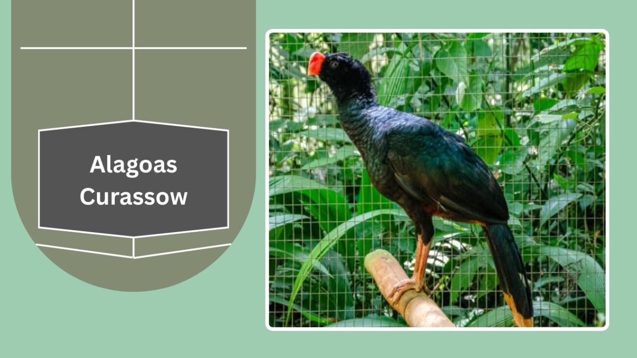 Alagoas Curassow
