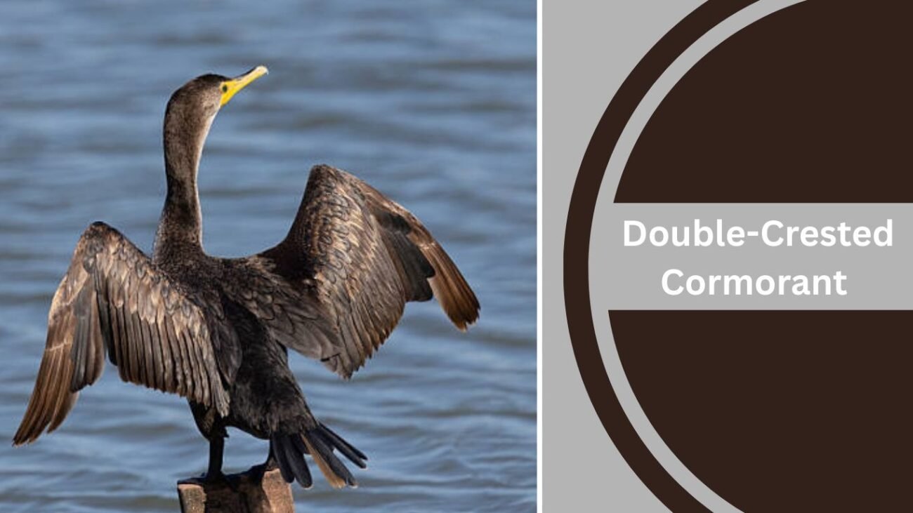 Double-Crested Cormorant