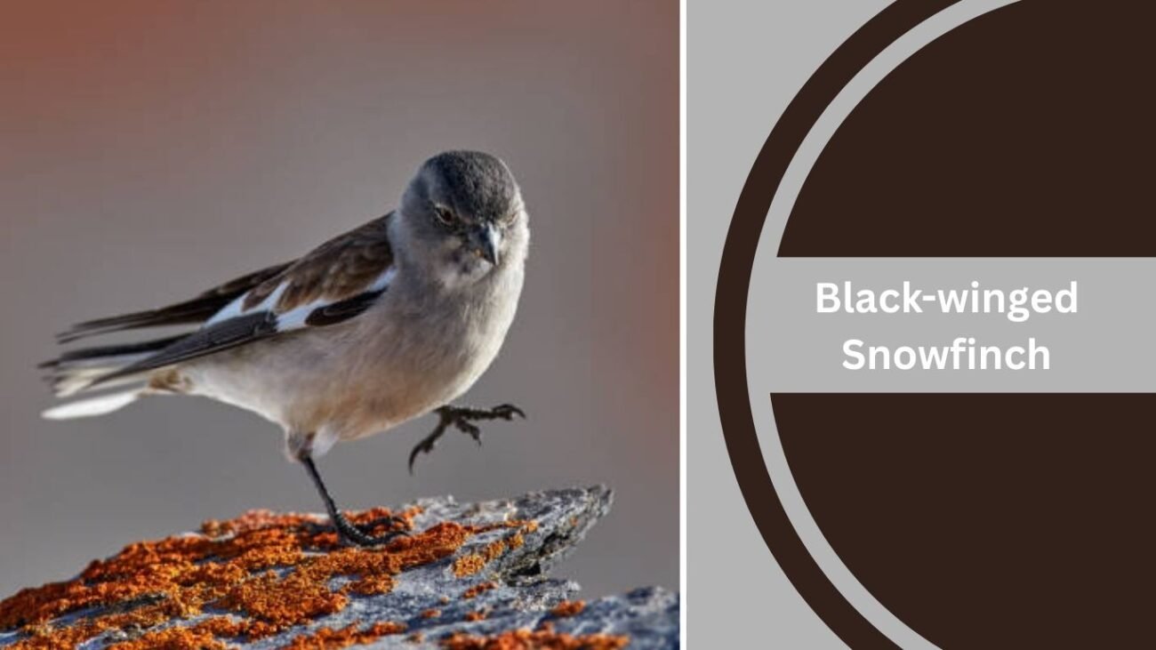 Black-winged Snowfinch (Montifringilla adamsi)