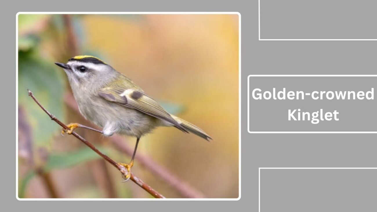 Golden-crowned Kinglet