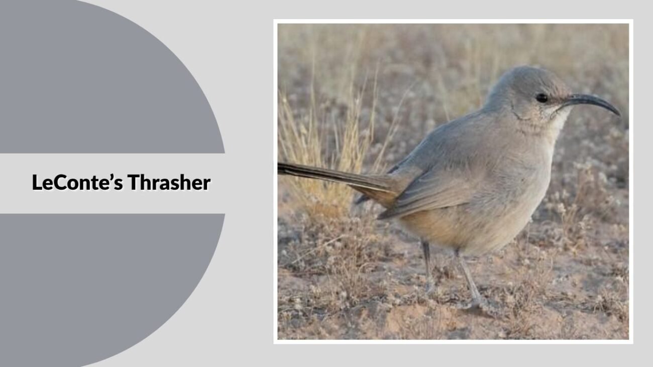 LeConte’s Thrasher