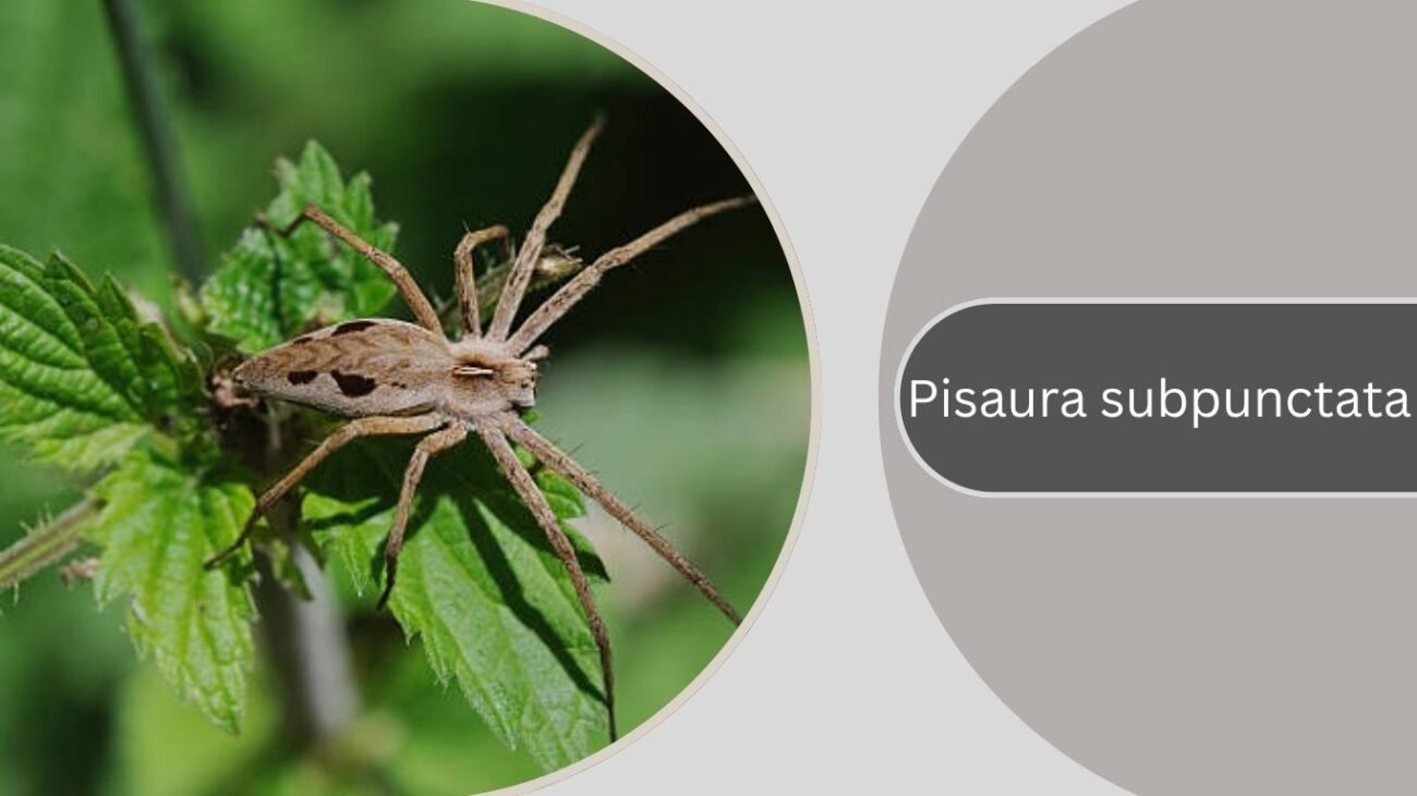 Pisaura subpunctata