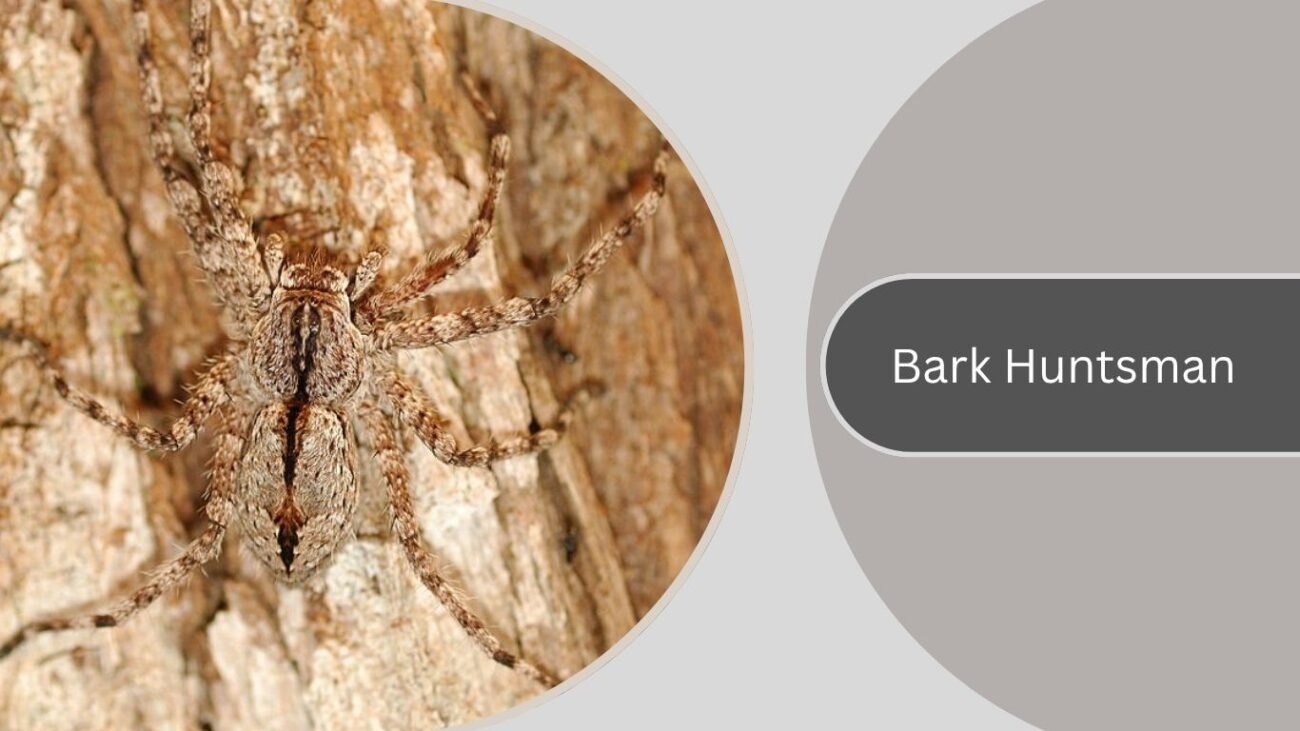 Bark Huntsman