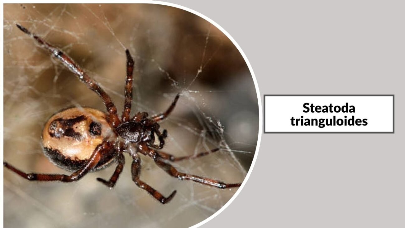 Steatoda trianguloides