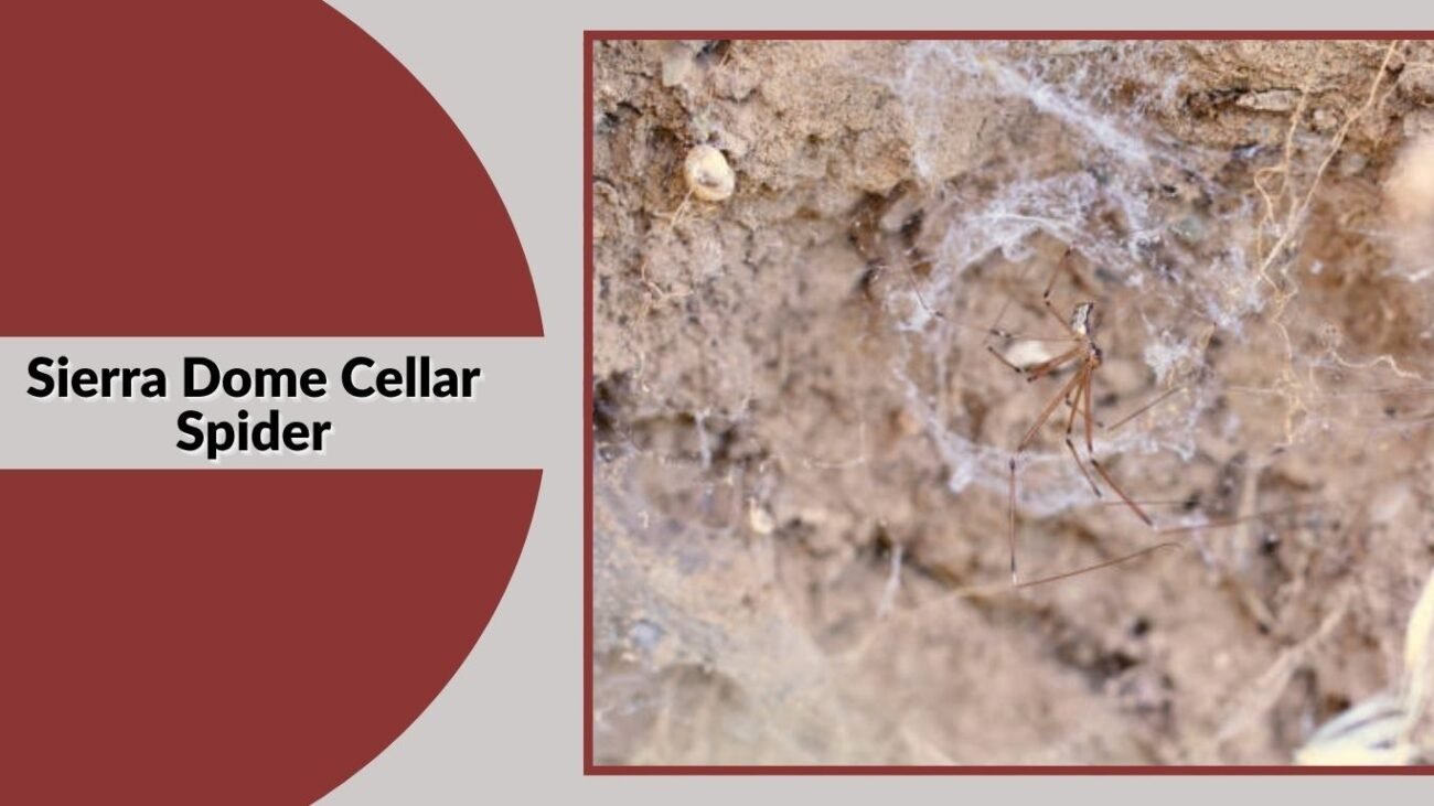 Sierra Dome Cellar Spider