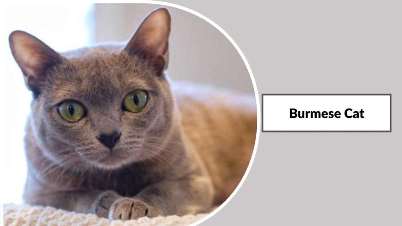Burmese Cat