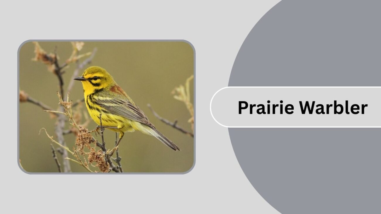 Prairie Warbler