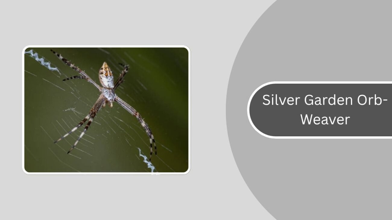 Silver Garden Orb-Weaver