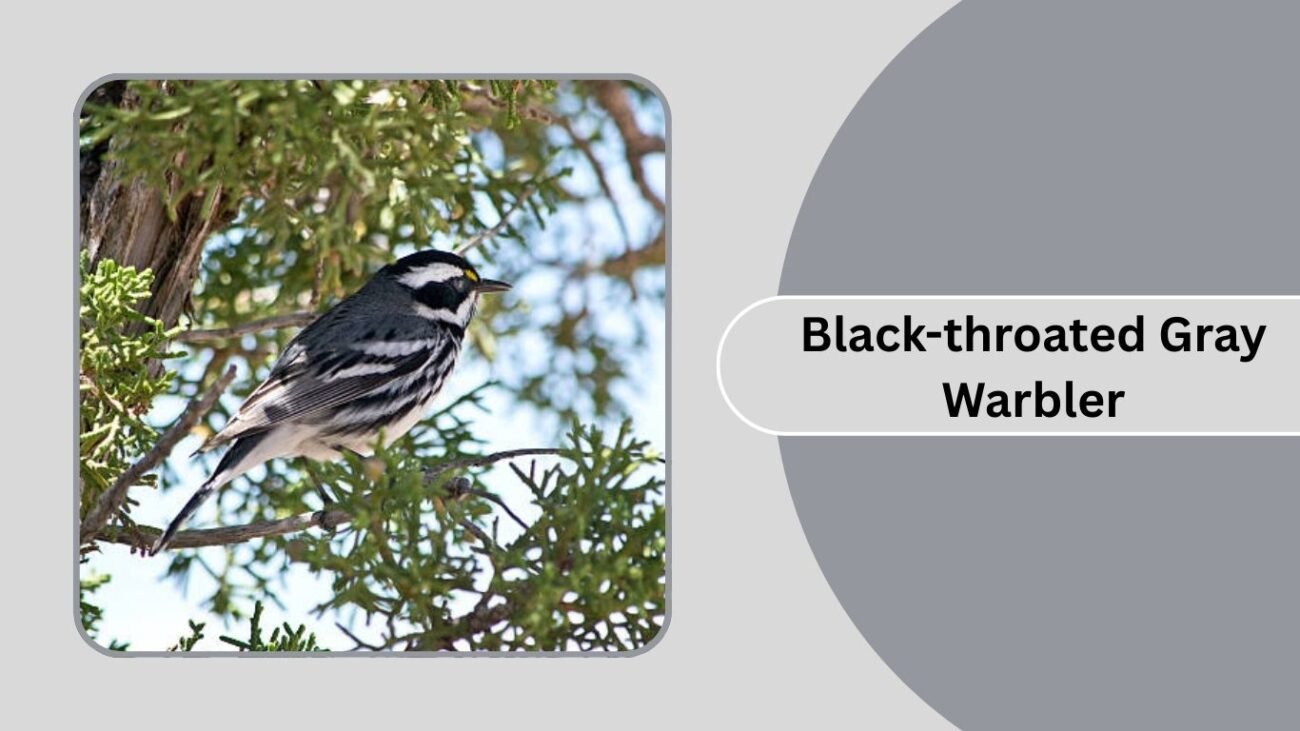 Black-throated Gray Warbler