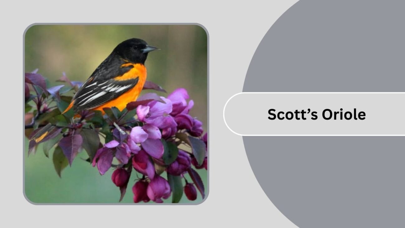 Scott’s Oriole