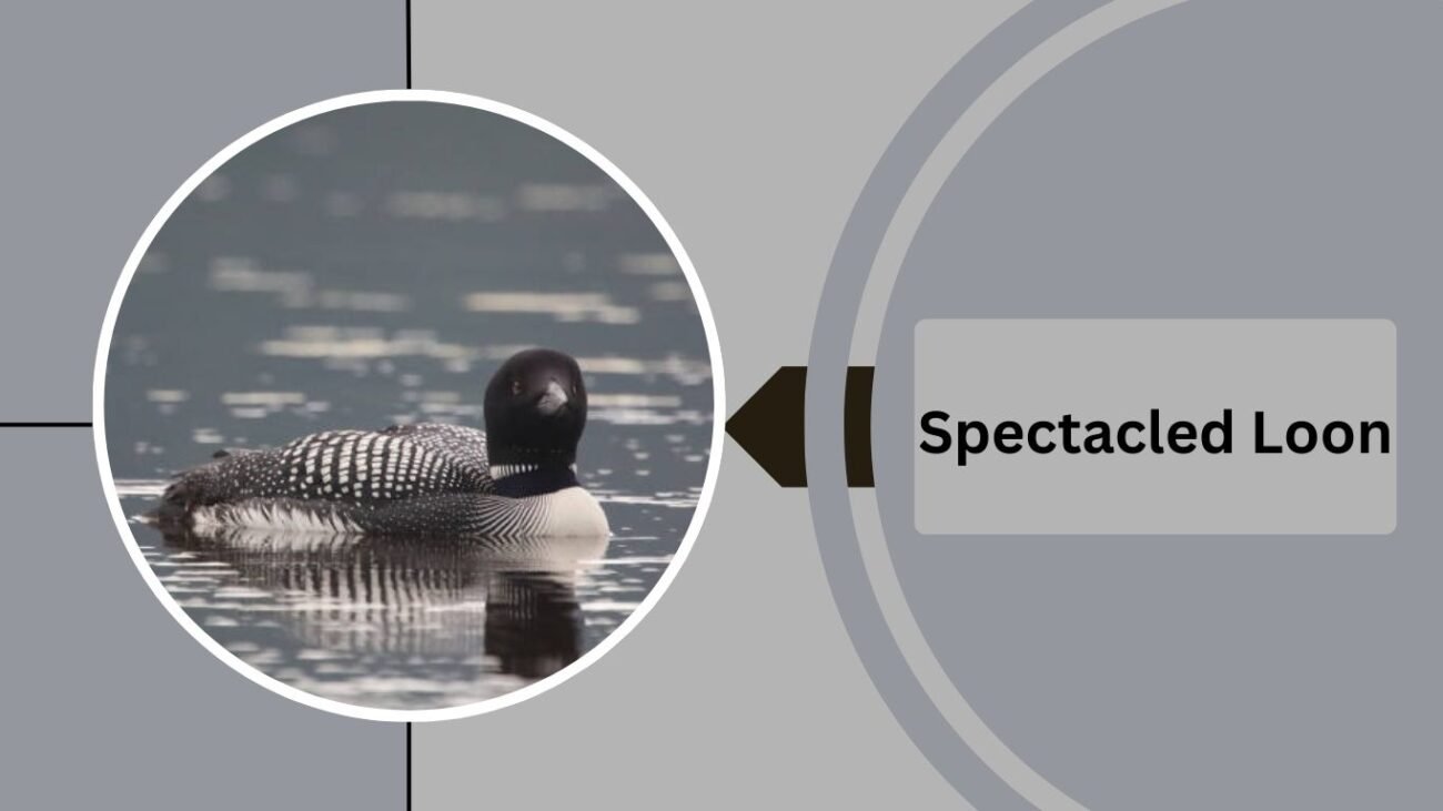Spectacled Loon