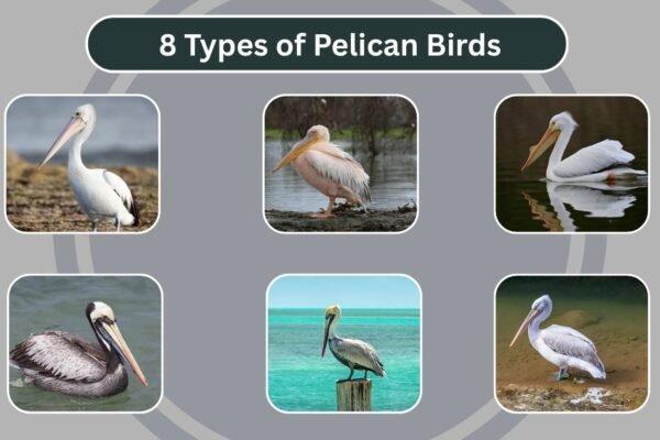 8 Types of Pelican Birds