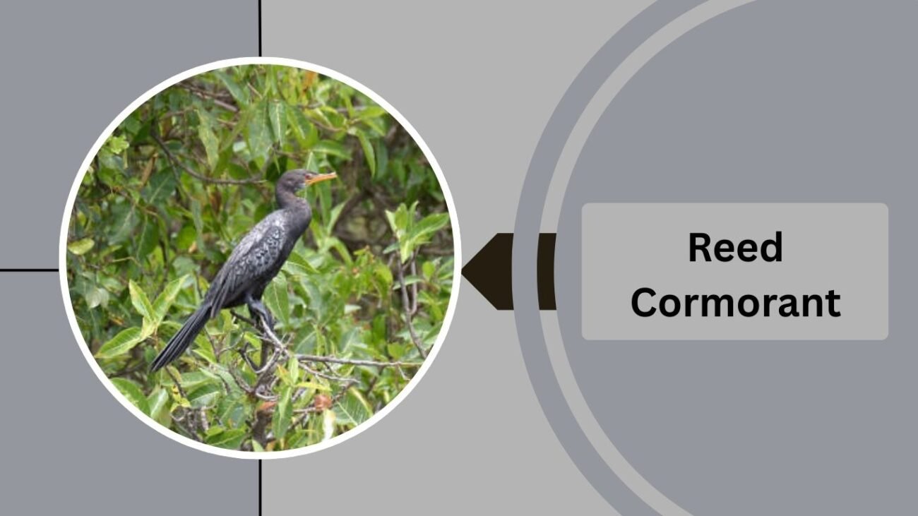 Reed Cormorant