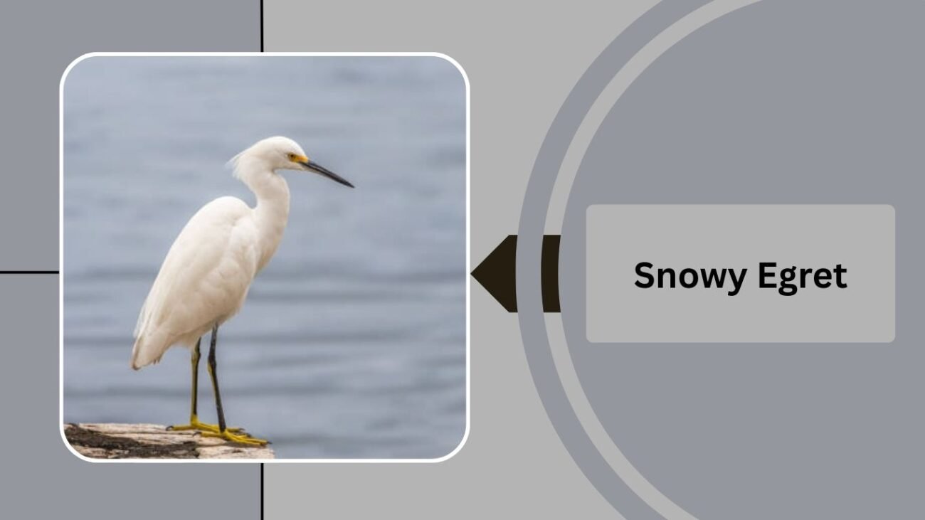 Snowy Egret