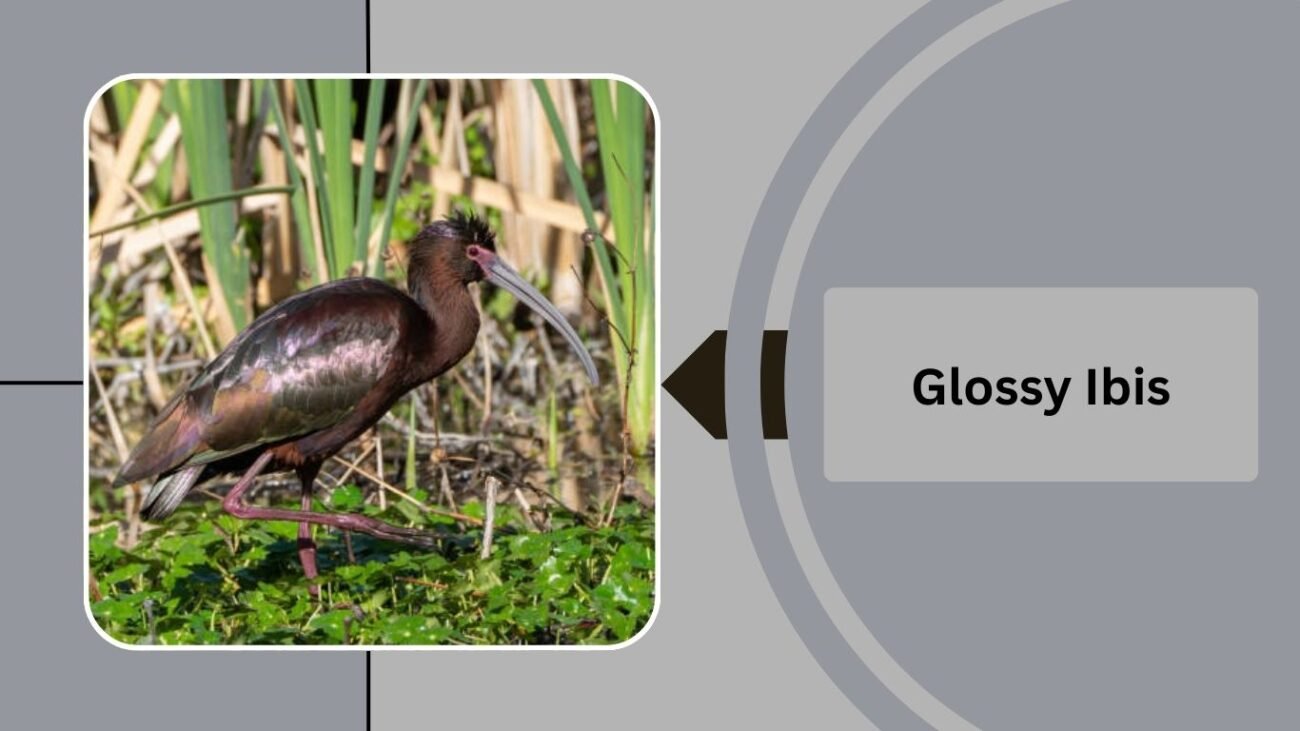 Glossy Ibis