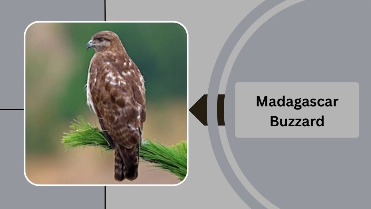  Madagascar Buzzard