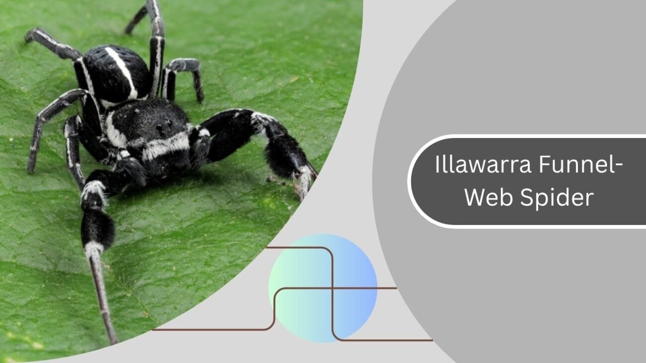 Illawarra Funnel-Web Spider