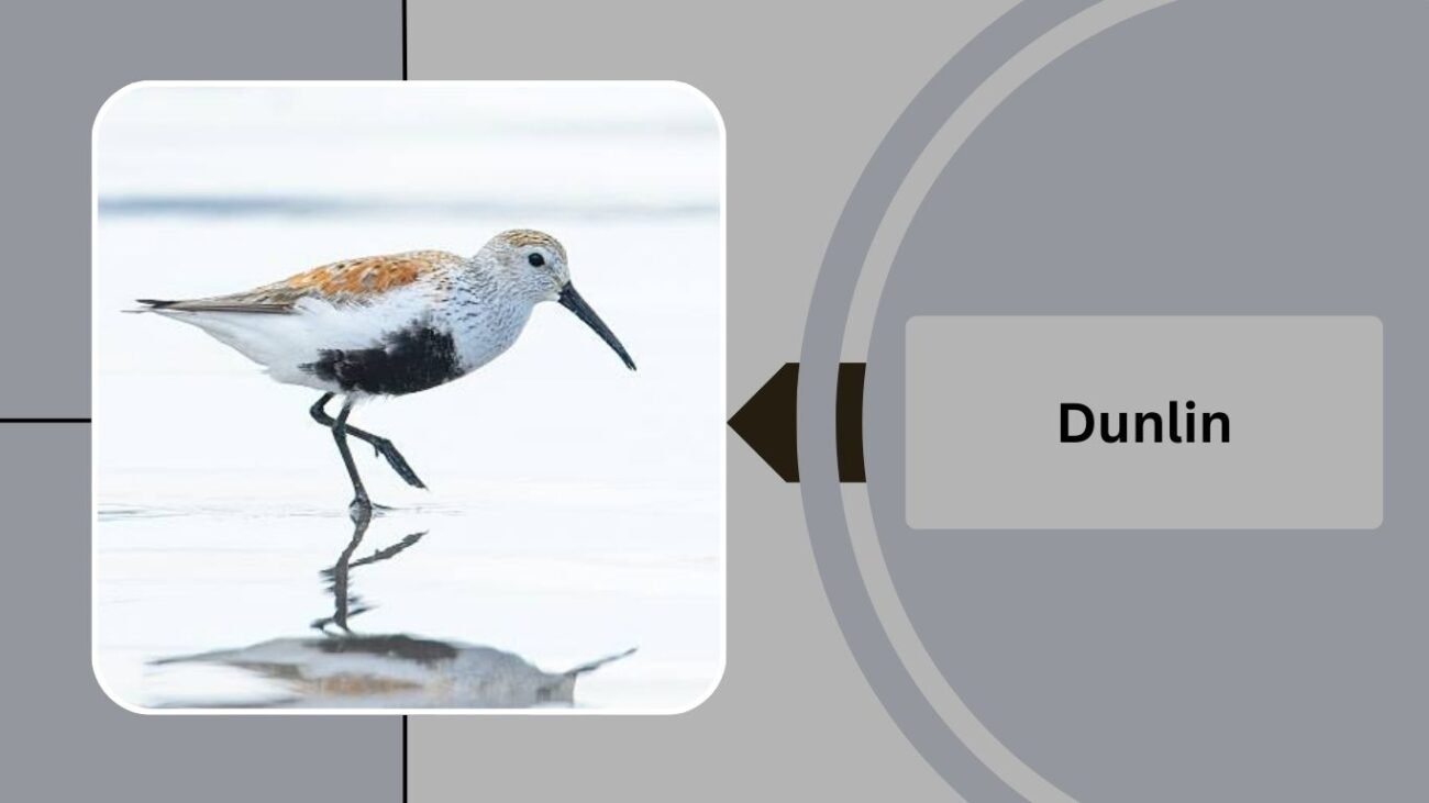  Dunlin