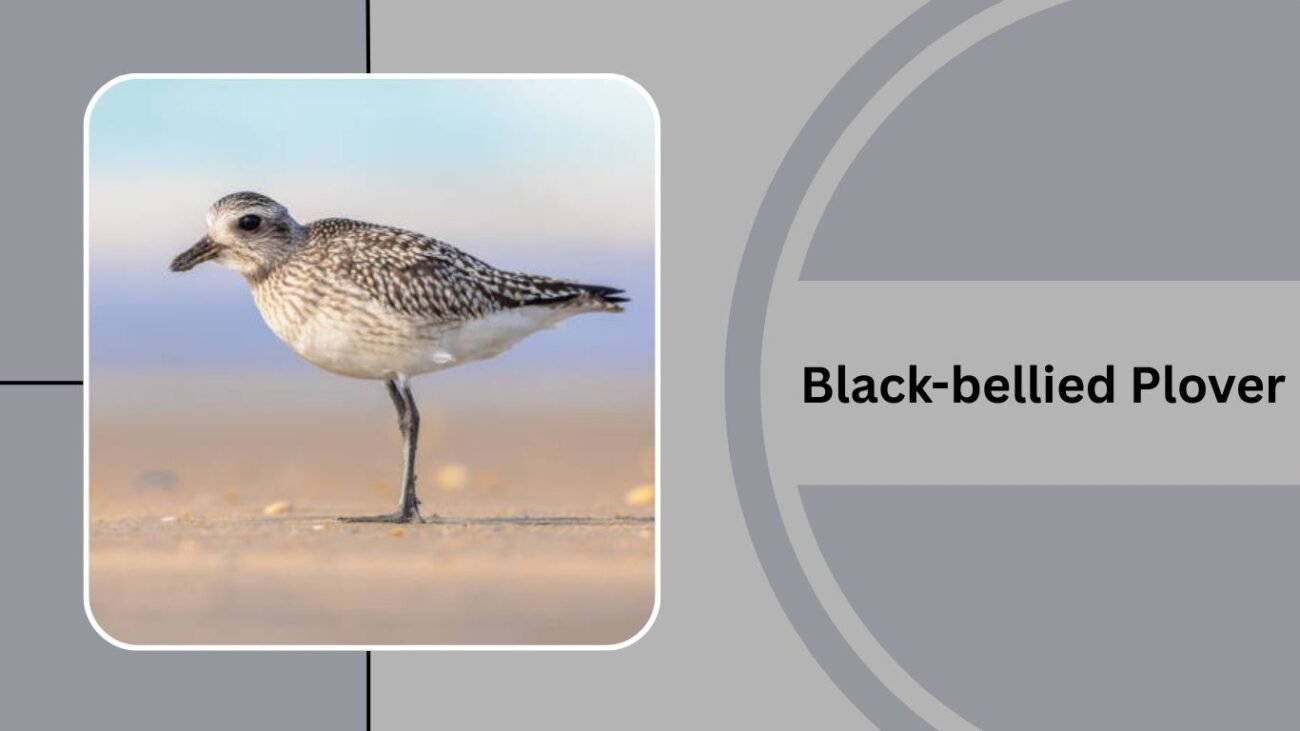 Black-bellied Plover