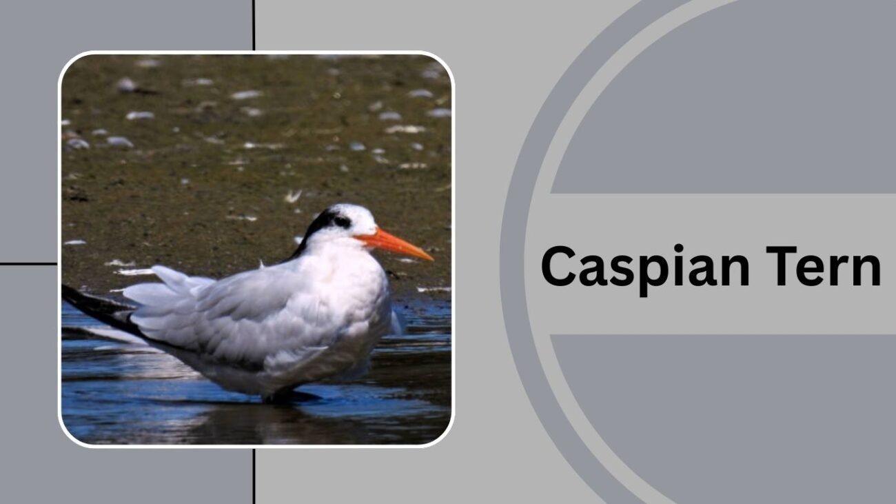  Caspian Tern