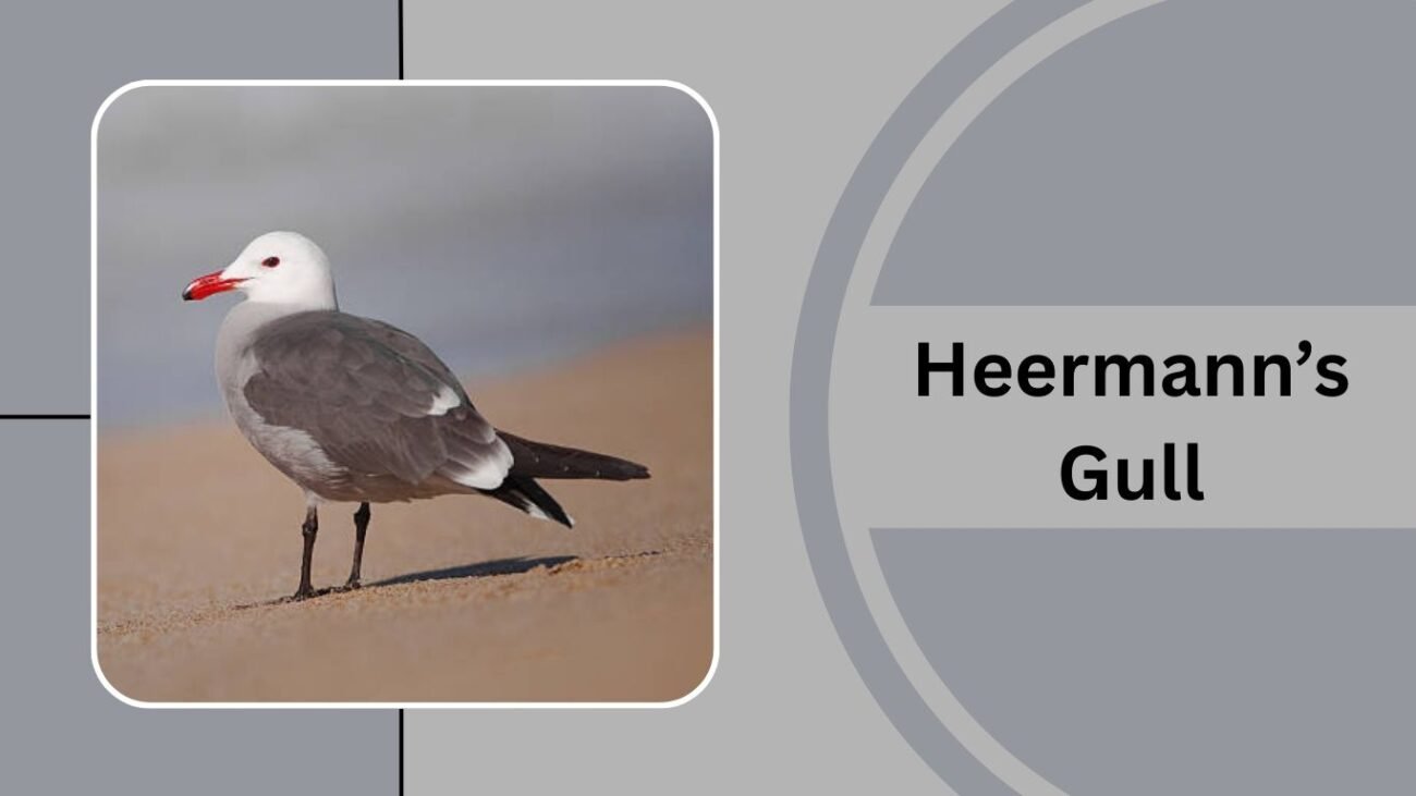 Heermann’s Gull