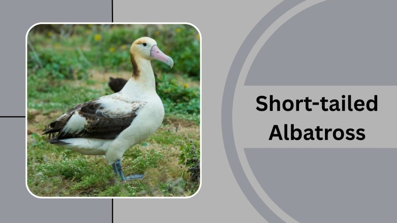 Short-tailed Albatross
