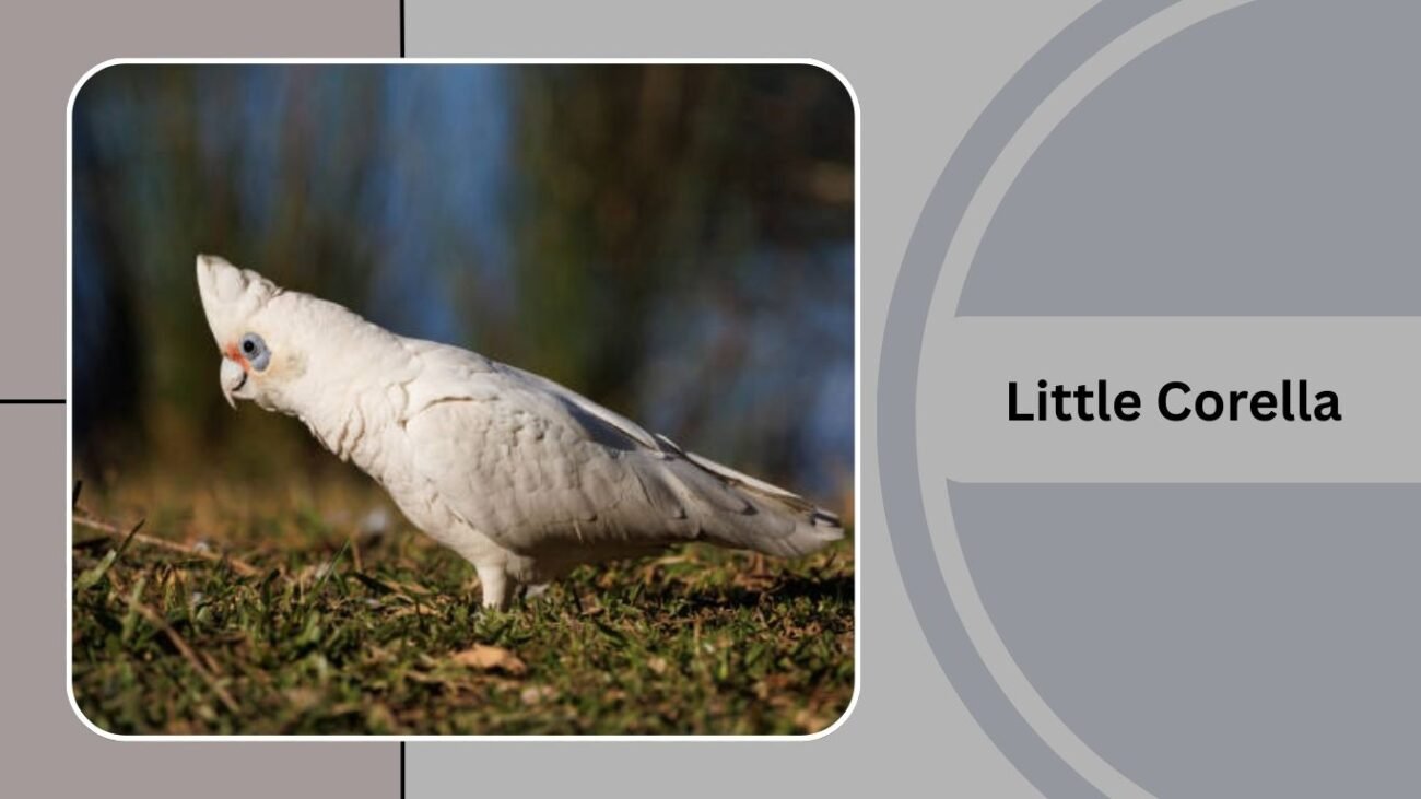  Little Corella