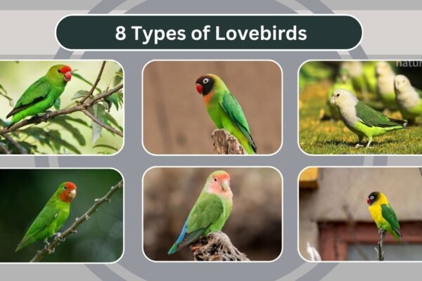 8 Types of Lovebirds
