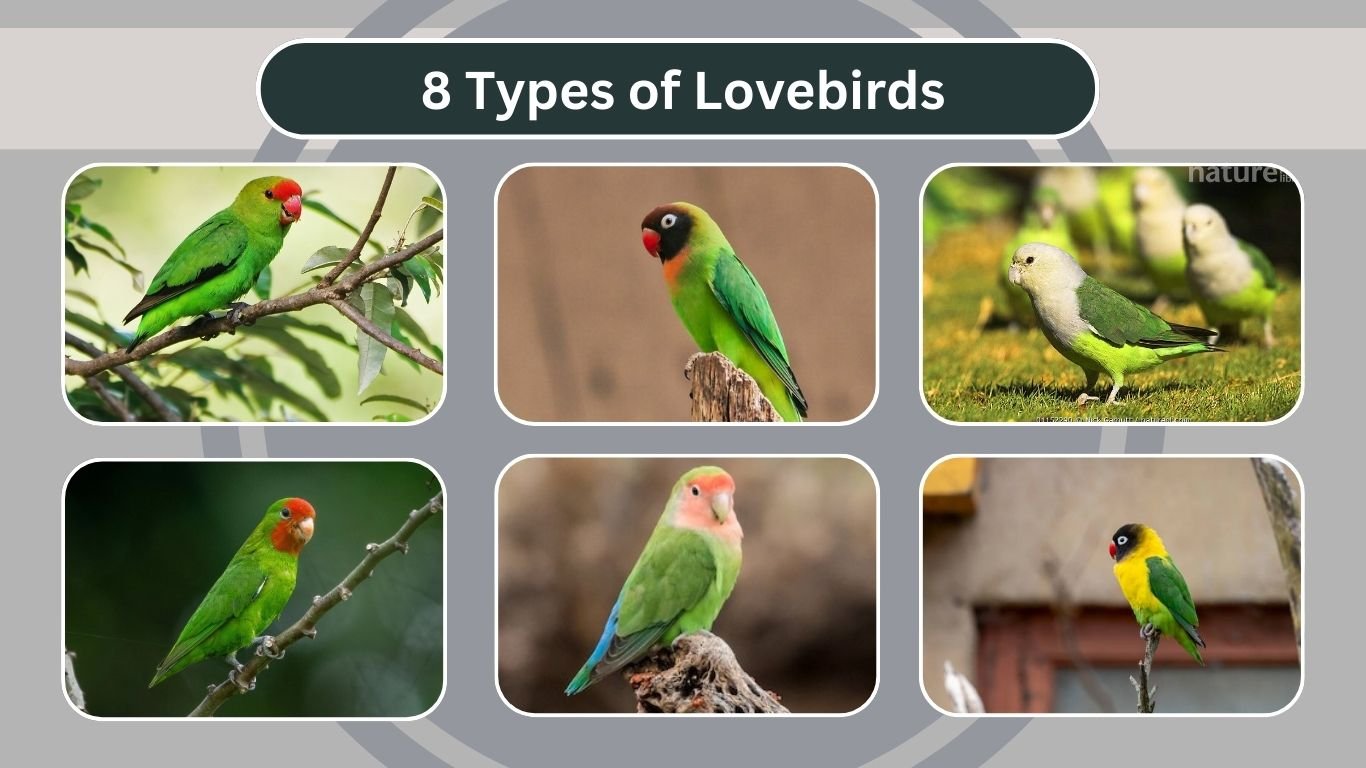 8 Types of Lovebirds