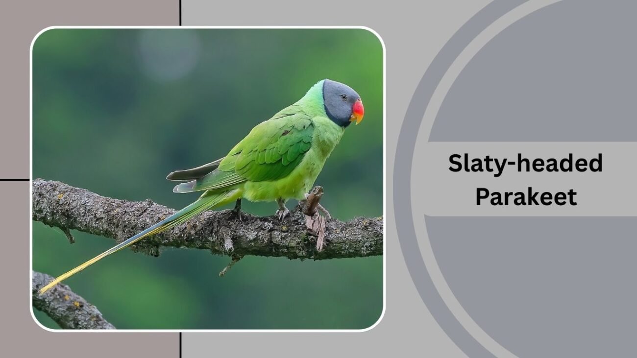 Slaty-headed Parakeet