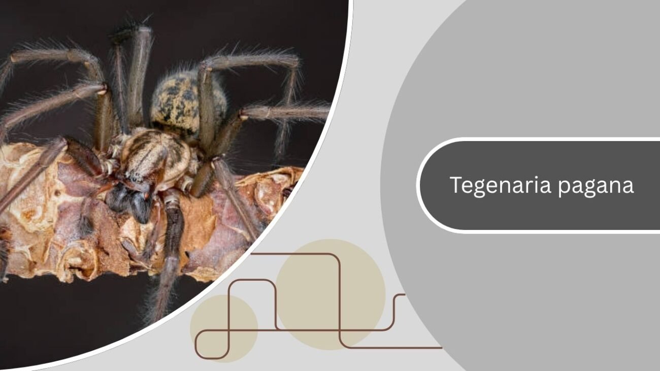 Tegenaria pagana