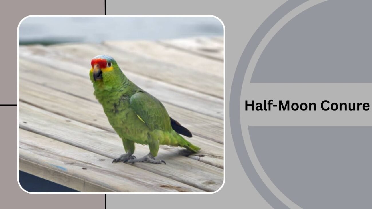Half-Moon Conure