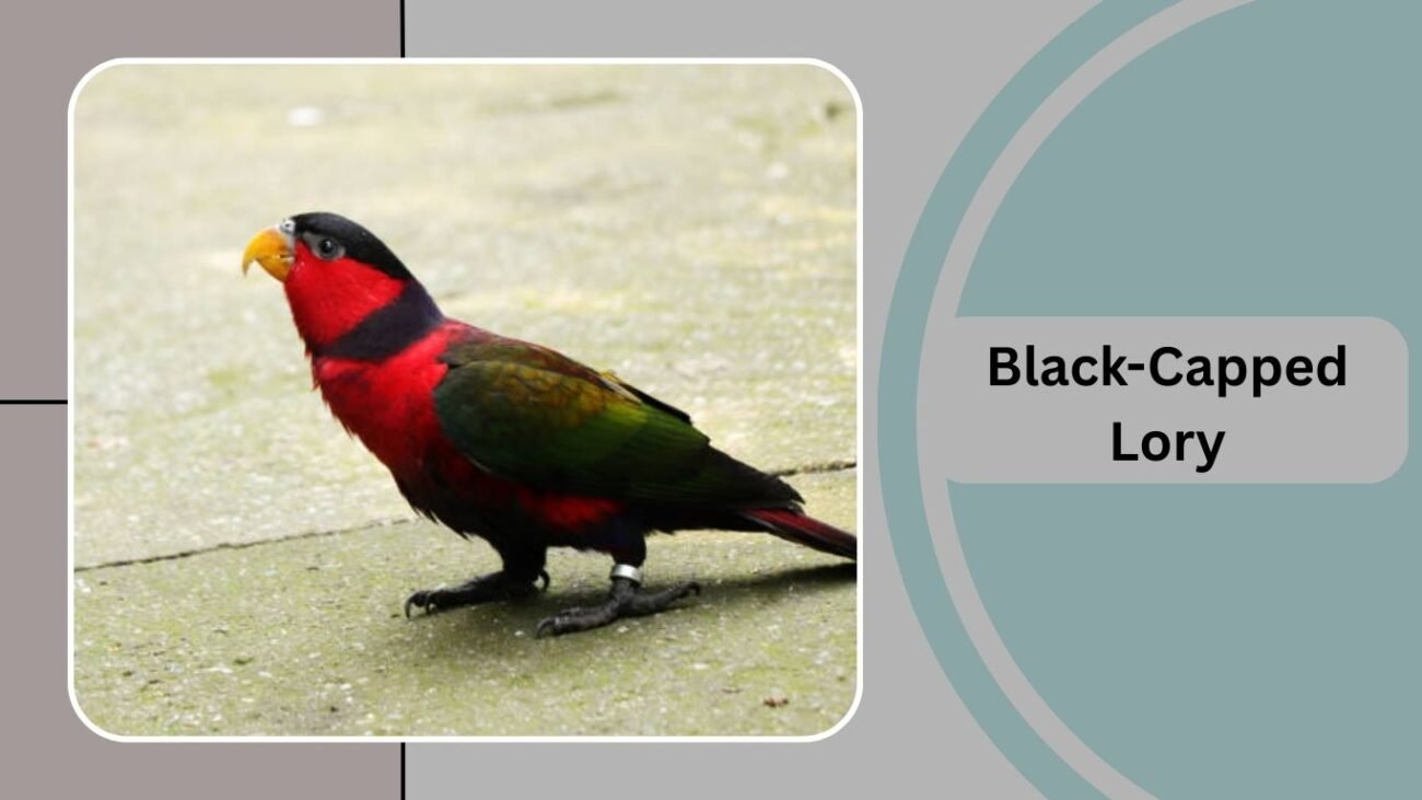 Black-Capped Lory