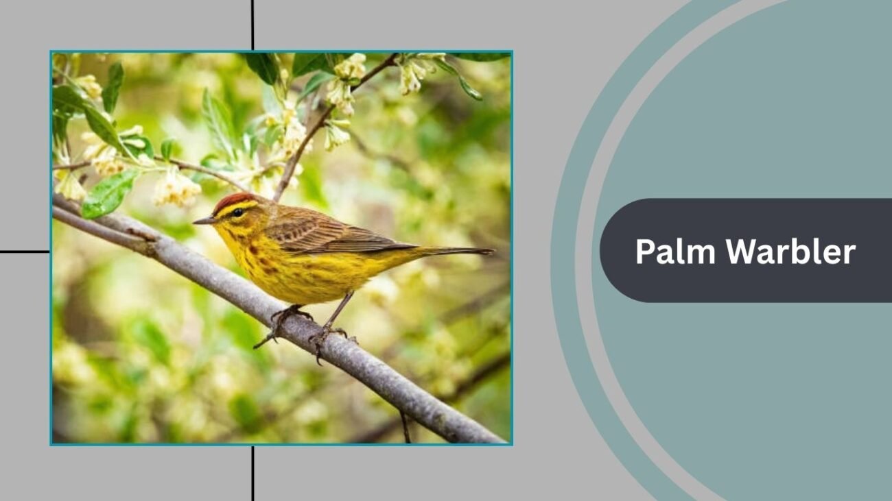 Palm Warbler