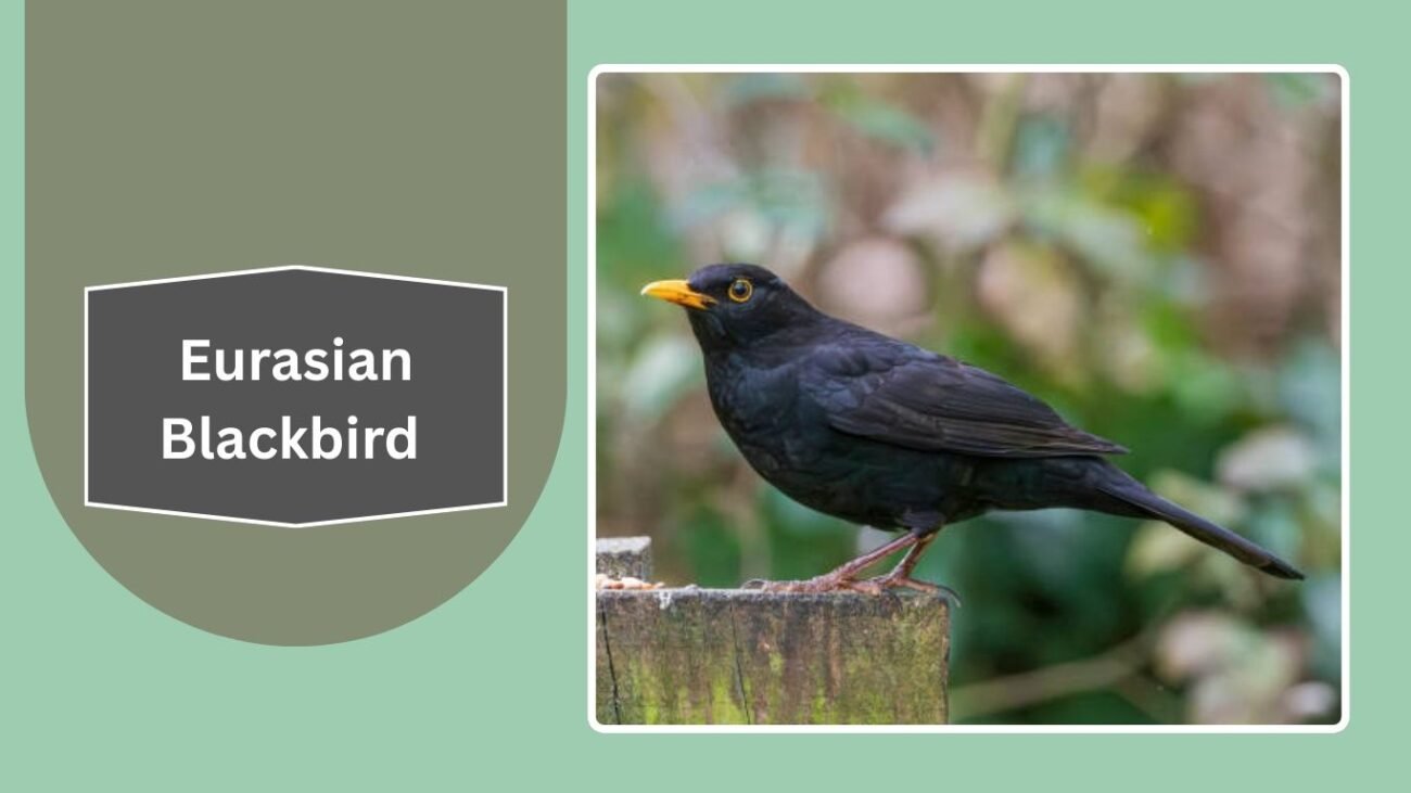  Eurasian Blackbird (Common Blackbird)