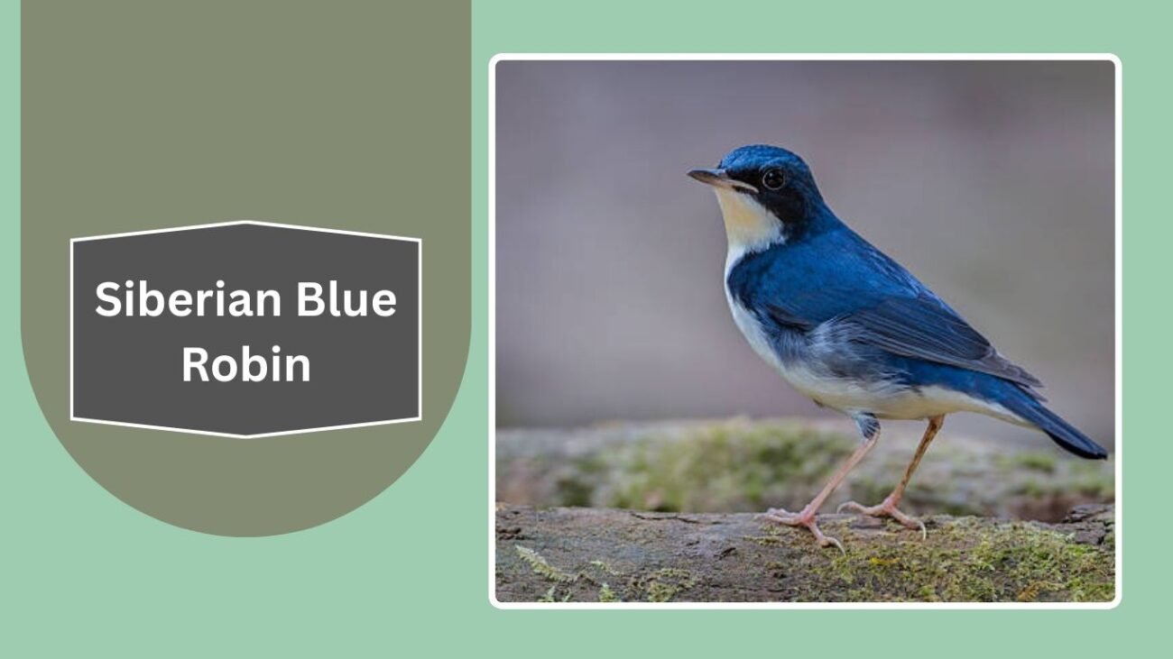 Siberian Blue Robin