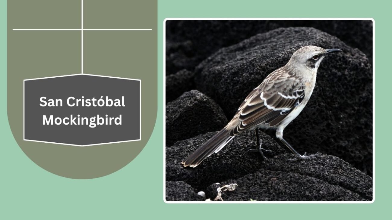 San Cristóbal Mockingbird