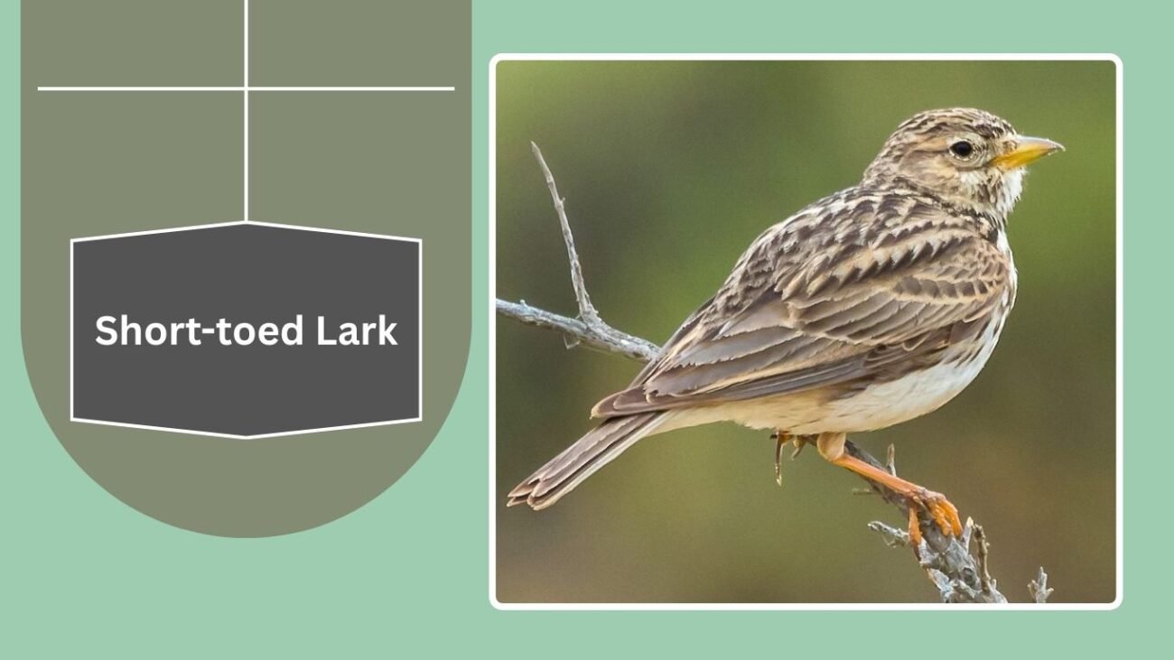 Short-toed Lark