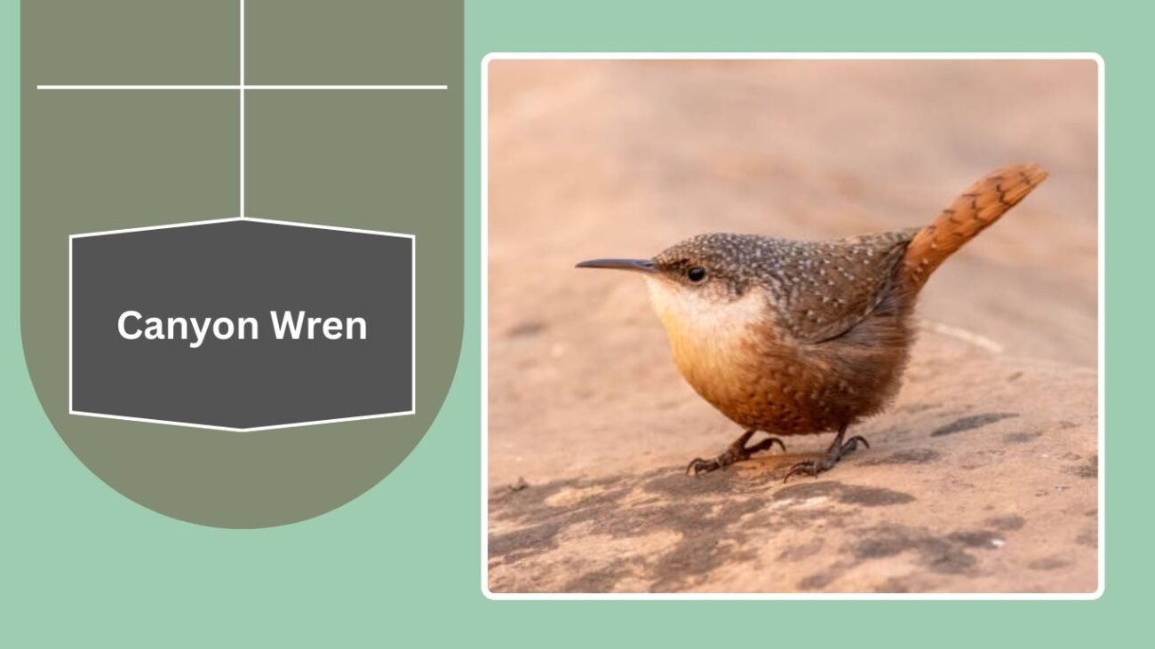 Canyon Wren